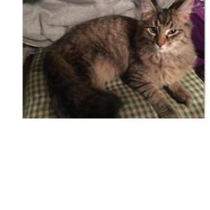 Lost Cat Teddy