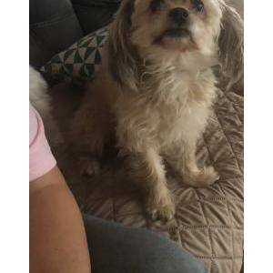 Lost Dog Coco