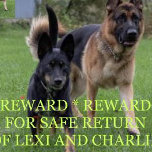 Lost Dog Lexi and Charlie