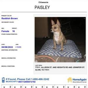 Lost Dog Paisley