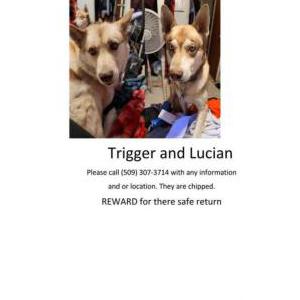 Lost Dog Lucian & Trigger