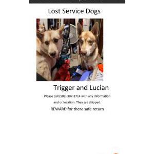 Lost Dog Lucian & Trigger