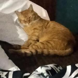 Lost Cat Tommie