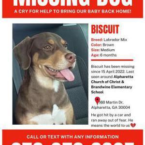 Lost Dog Biscuit