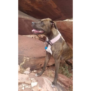 Lost Dog Baylee rose