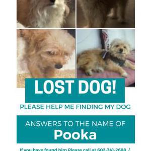 Lost Dog Pooka