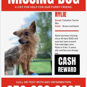 Lost Dog Rylie