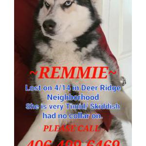 Lost Dog Remmie