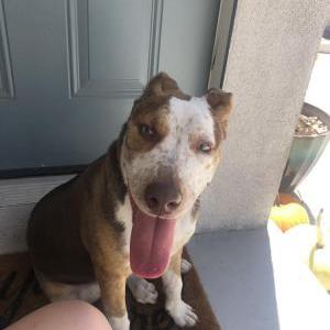 Found Dog Unknown