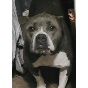 Lost Dog PACO