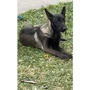 Lost Dog Canela