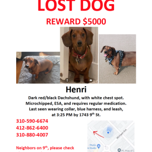 Lost Dog Henri