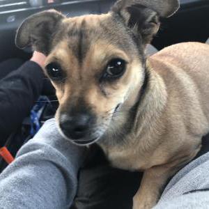 Found Dog Unknown