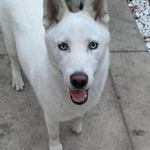 Found Dog White Female Husky