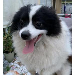 Found Dog Black/White Pomerani