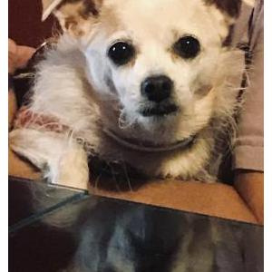 2nd Image of Venus, Lost Dog