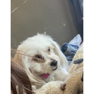 Lost Dog Saddie