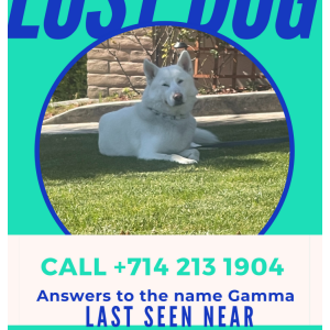 Lost Dog Gamma
