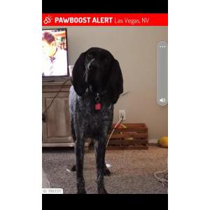 Lost Dog Maverick