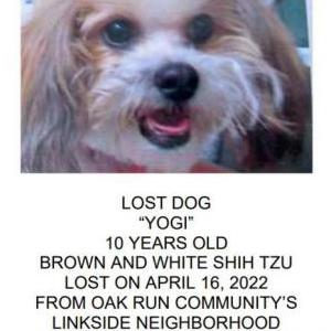 Lost Dog Yogi