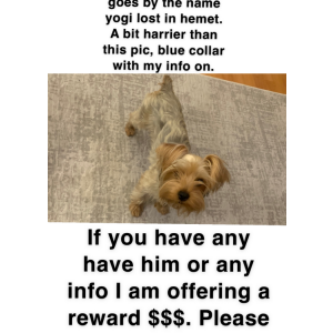 Lost Dog Yogi