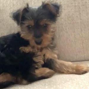 Lost Dog Missing Yorkie pup