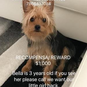 Lost Dog Bella