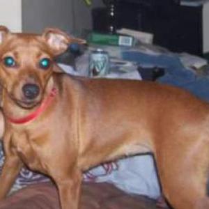 craigslist clarksville tennessee lost pets