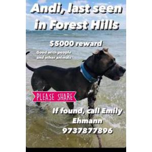 Lost Dog Andi