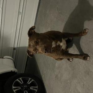 Found Dog Unknown