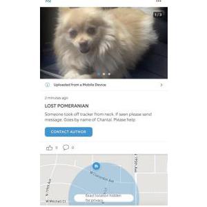 Lost Dog Chantal