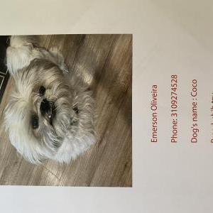 Lost Dog Coco