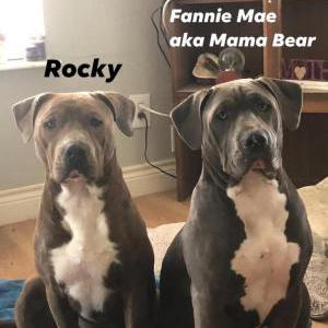 Lost Dog Rocky