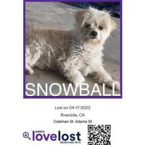 Lost Dog Snowball