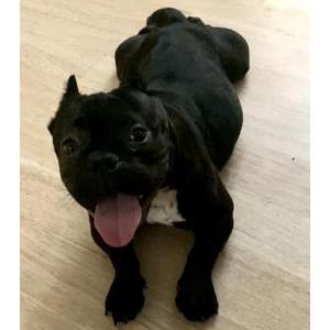 Lost Dog Poochie