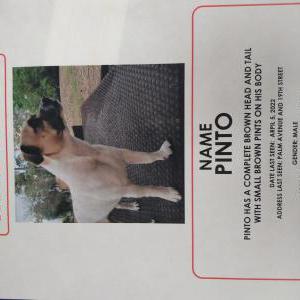 Lost Dog Pinto