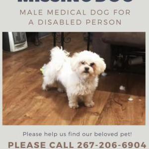 Lost Dog Mason