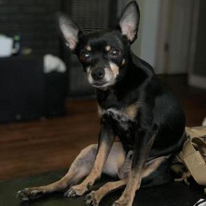 Lost Dog Rocky