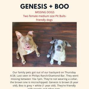 Lost Dog Genesis & Boo
