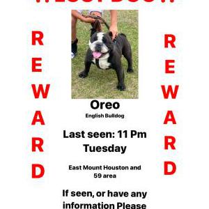 Lost Dog Oreo