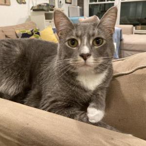 Lost Cat Charlie