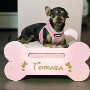 Lost Dog Tomasa