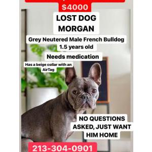 Lost Dog Morgan