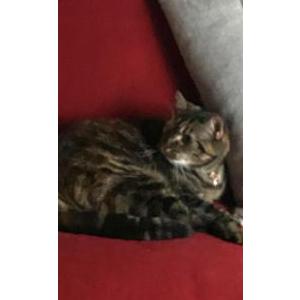 Image of Bailey, Lost Cat
