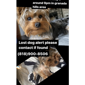 Lost Dog Bentley