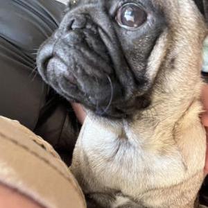 Found Dog unknown