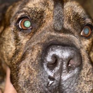 Lost Dog missy