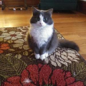 Lost Cat Annabelle