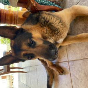 Lost Dog Titan German Shepard