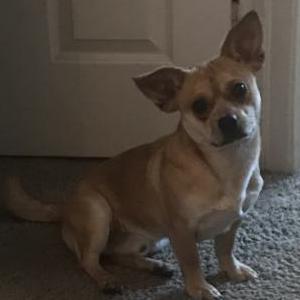 Lost Dog Koda